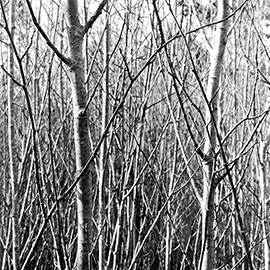 Fotografias, serie